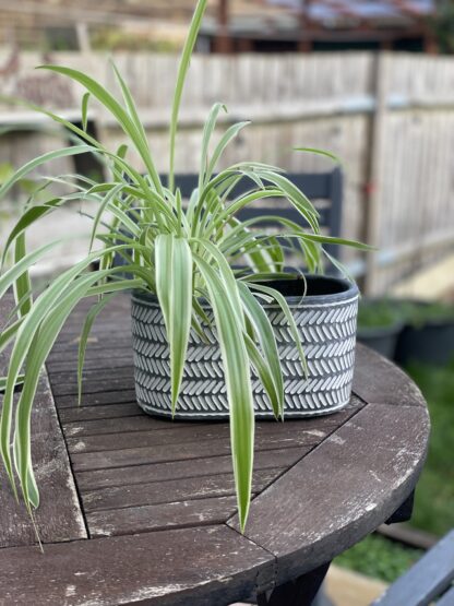 Chevron Oval Concrete Pot